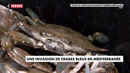 Le crabe bleu envahit les eaux du littoral en Méditerranée