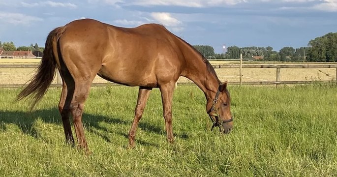 Opéré avec succès, le cheval Torenzo sauvé de l'euthanasie grâce à la mobilisation des internautes