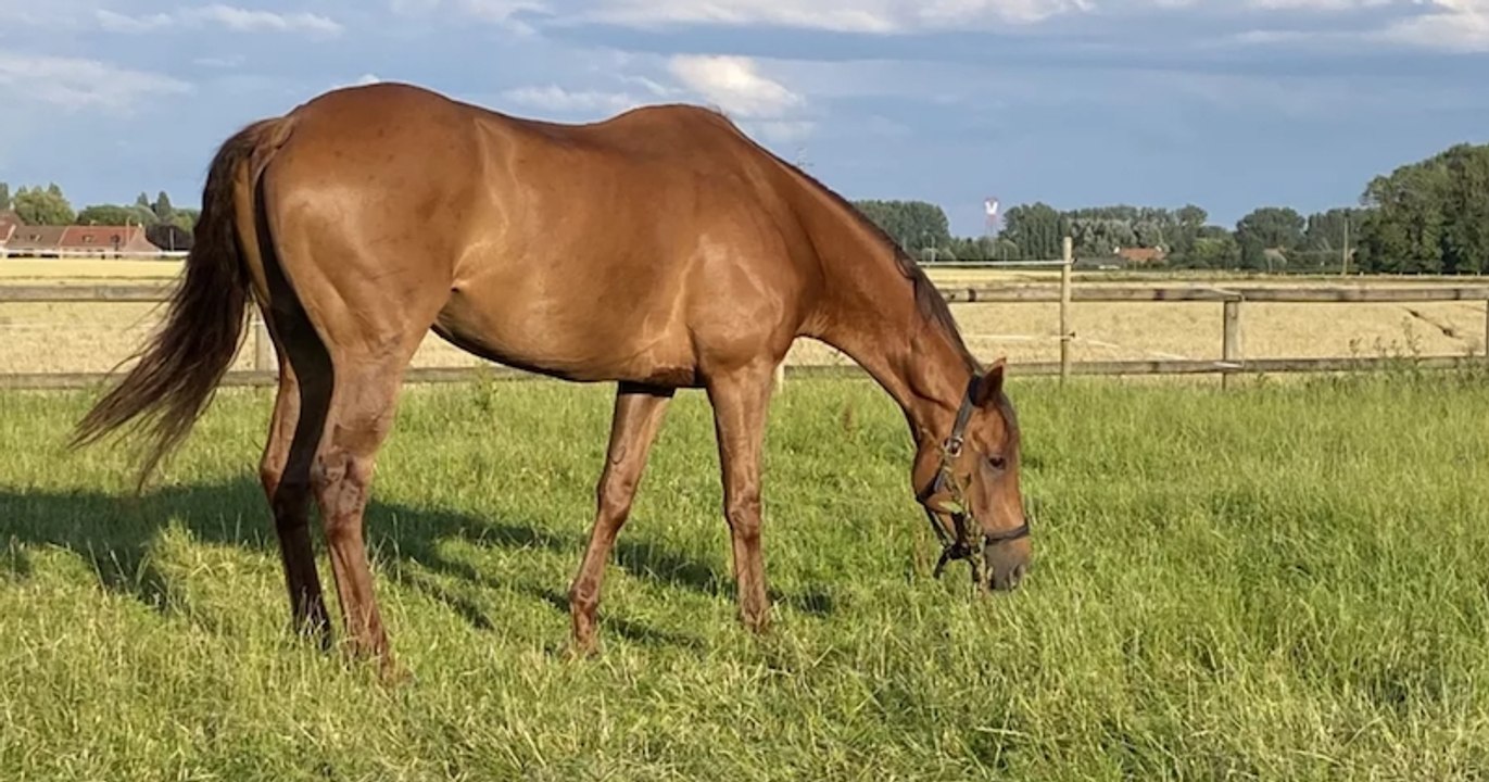 Opéré avec succès, le cheval Torenzo sauvé de l'euthanasie grâce à la mobilisation des internautes