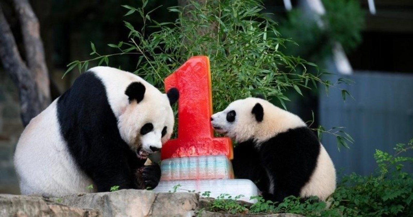 Au zoo de Washington, le bébé panda Xiao Qi Ji a reçu un gros gâteau pour son premier anniversaire