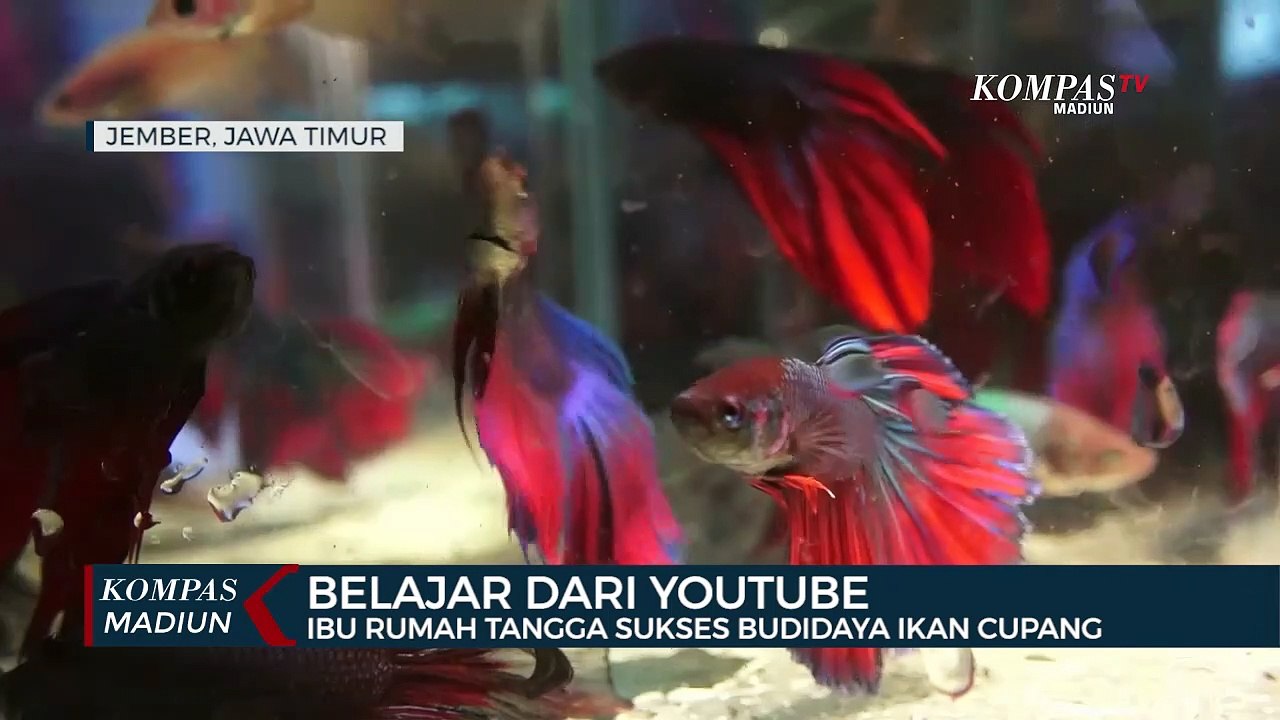 Sukses Budidaya Ikan Cupang Ala Ibu Rumah Tangga