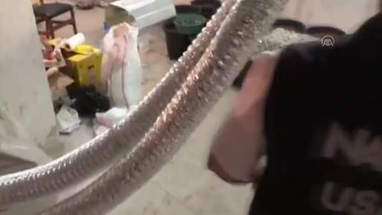 Bir evde saksılarda ekili 589 kök Hint keneviri ele geçirildi