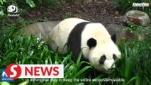 How can we stop giant panda from going extinct?