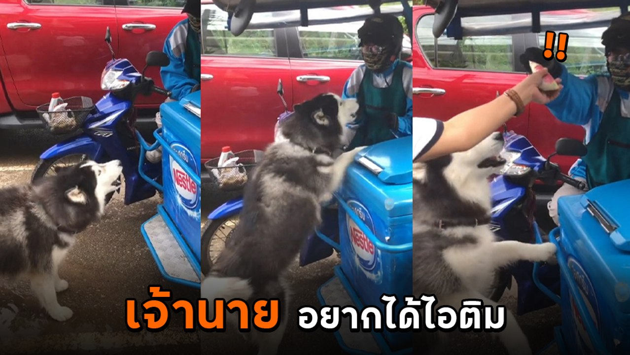 เอ็นดู ! ลูกค้า 4 ขา โวยวายใส่คนขายยกใหญ่ เจ้าน...