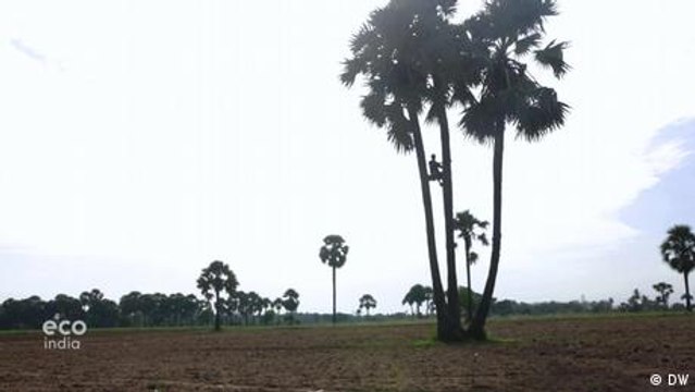 Tamil Nadu's palmyra palms are more than just trees