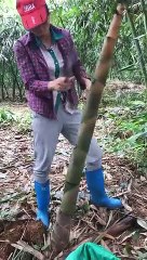 Bamboo Cutting Skills _ Tevo