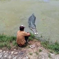 Pawang Buaya / Crocodile