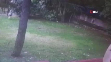 Rus mankene kapkaç şoku kamerada