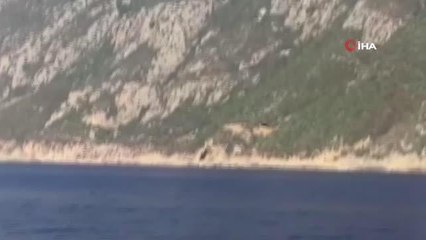 Son dakika haberleri! Samandağ açıklarında yunuslardan görsel şölen