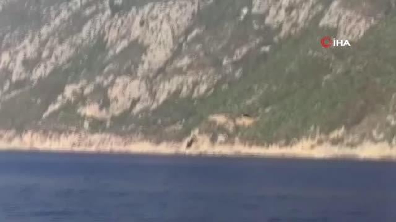 Son dakika haberleri! Samandağ açıklarında yunuslardan görsel şölen