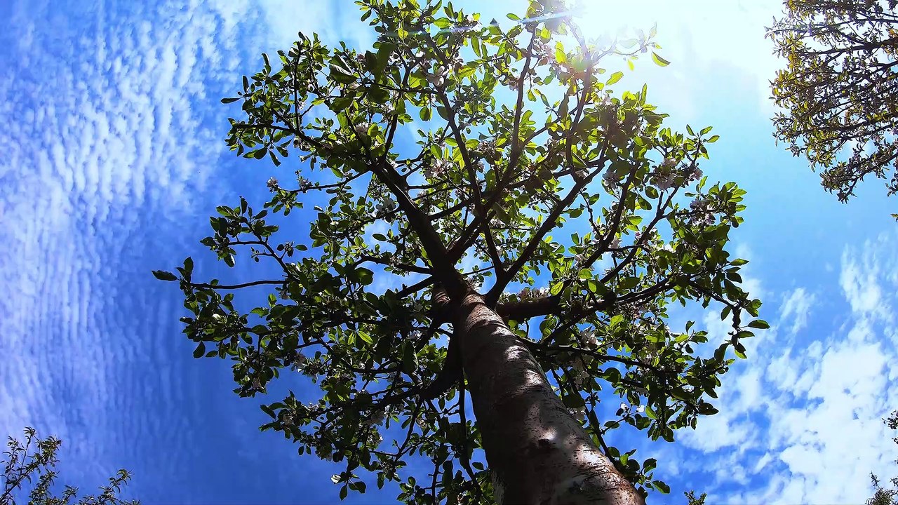 Tree - 37558