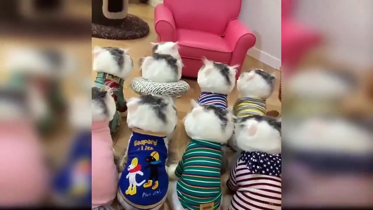 Funny Cats  videos