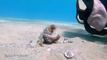 Wiley Octopus Punches Diver