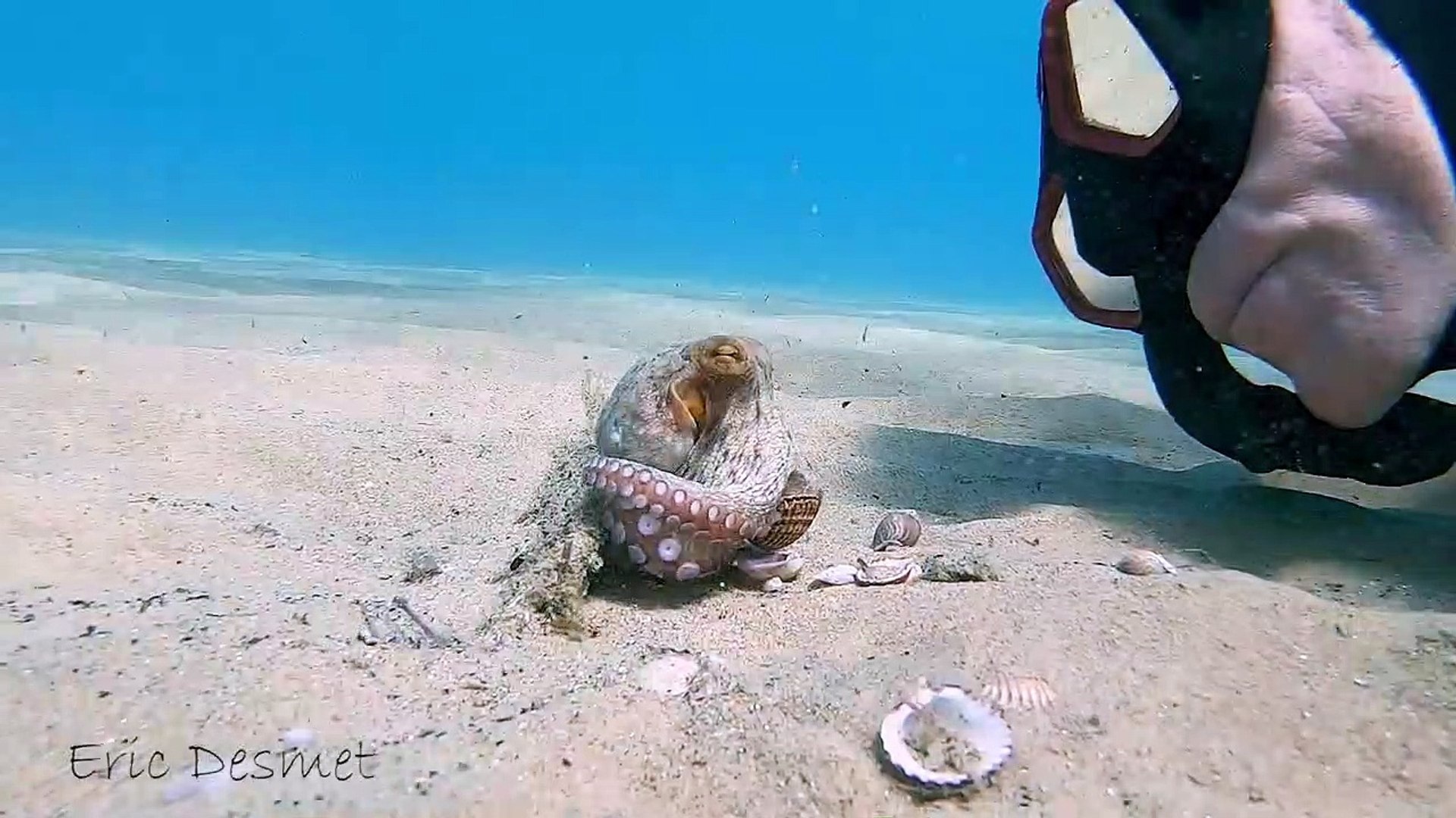 ⁣Wiley Octopus Punches Diver
