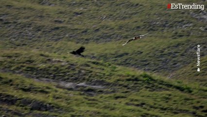 Conmovedor momento fue capturado cuando dos quebrantahuesos sobrevolaban los Alpes Suizos