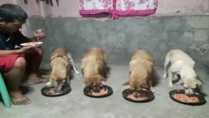 Cute Pups Say Grace Before Their Meal