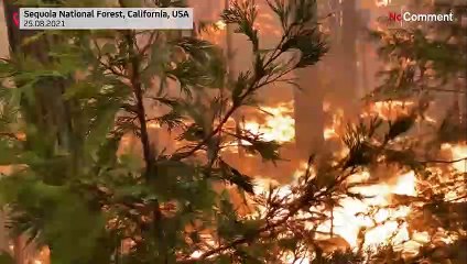 Feuer im Land der Riesenbäume