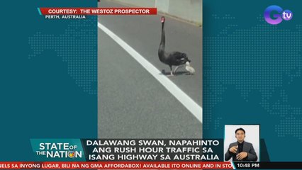 2 Swan, napahinto ang rush hour traffic sa isang highway sa Australia | SONA