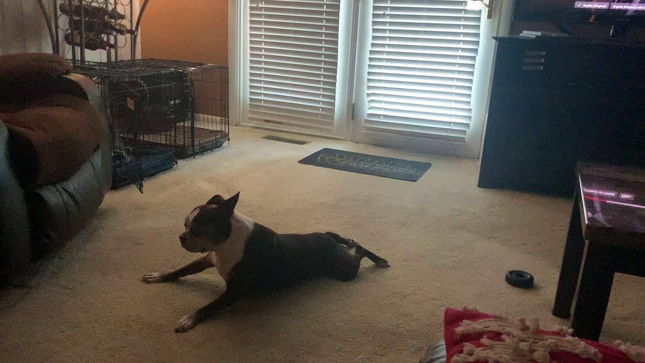 Duncan the Boston Terrier Loves Scooting Around Carpet