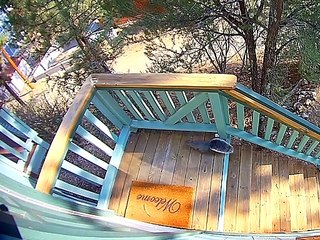 Clumsy Squirrel Misses Mark