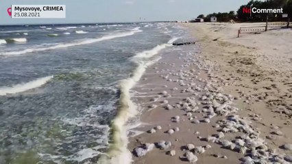 Jellyfish flood Crimean shores at peak of tourism season