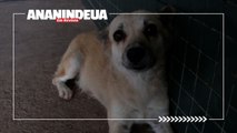 Cachorrinha espera pelo falecido dono em frente de UPA há mais de um ano