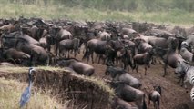 Watch Millions of Animals Cross Kenya With the Great Migration Live on TikTok