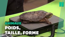 De la grenouille au chameau, le Zoo de Londres a commencé la pesée annuelle de ses animaux