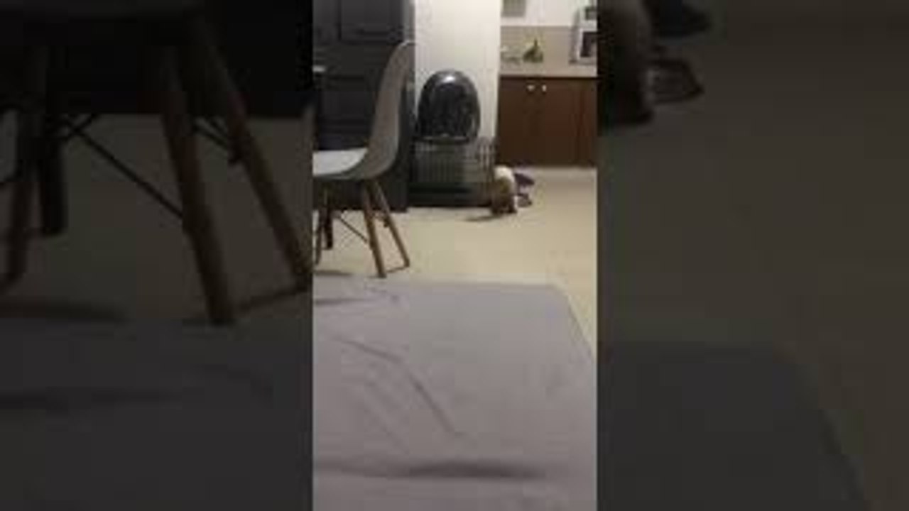 Kitty Brings Cockroach Offering to Its Human