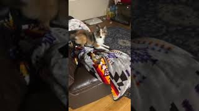 Doggo Gets Zoomies When Mommy Comes Home