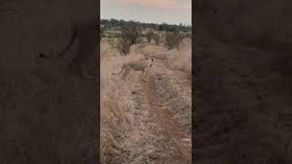 Rhino Charges Lion To Protect Young