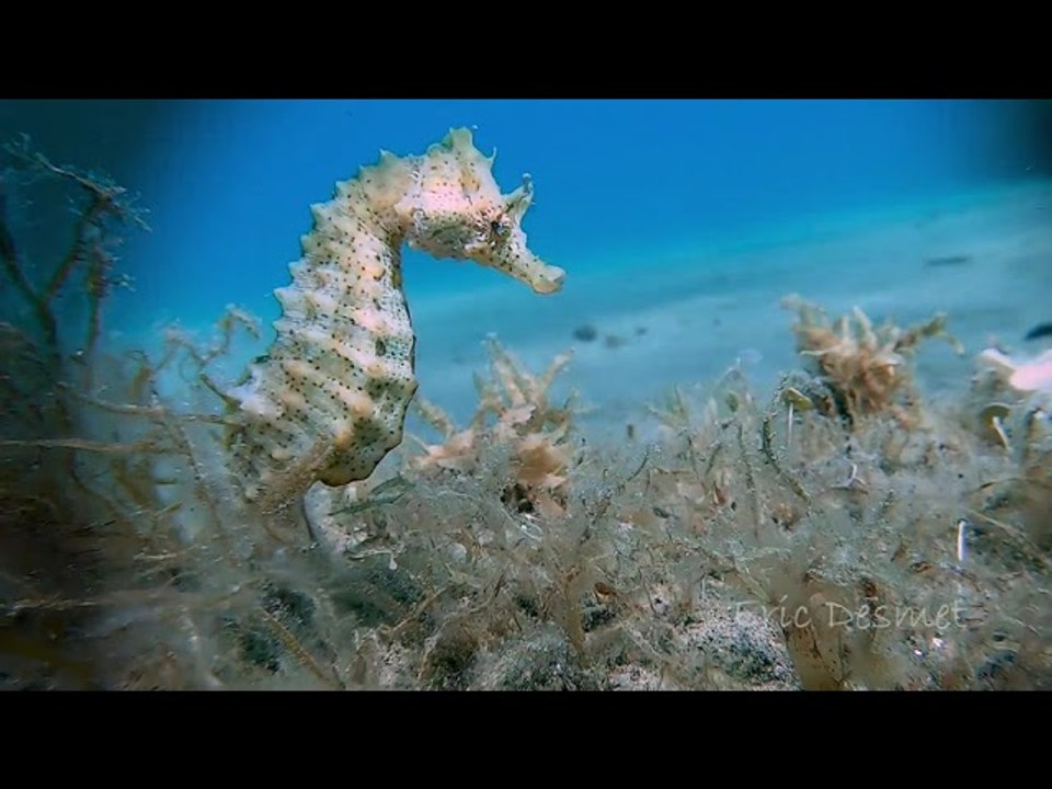 Seahorse Searches for Food