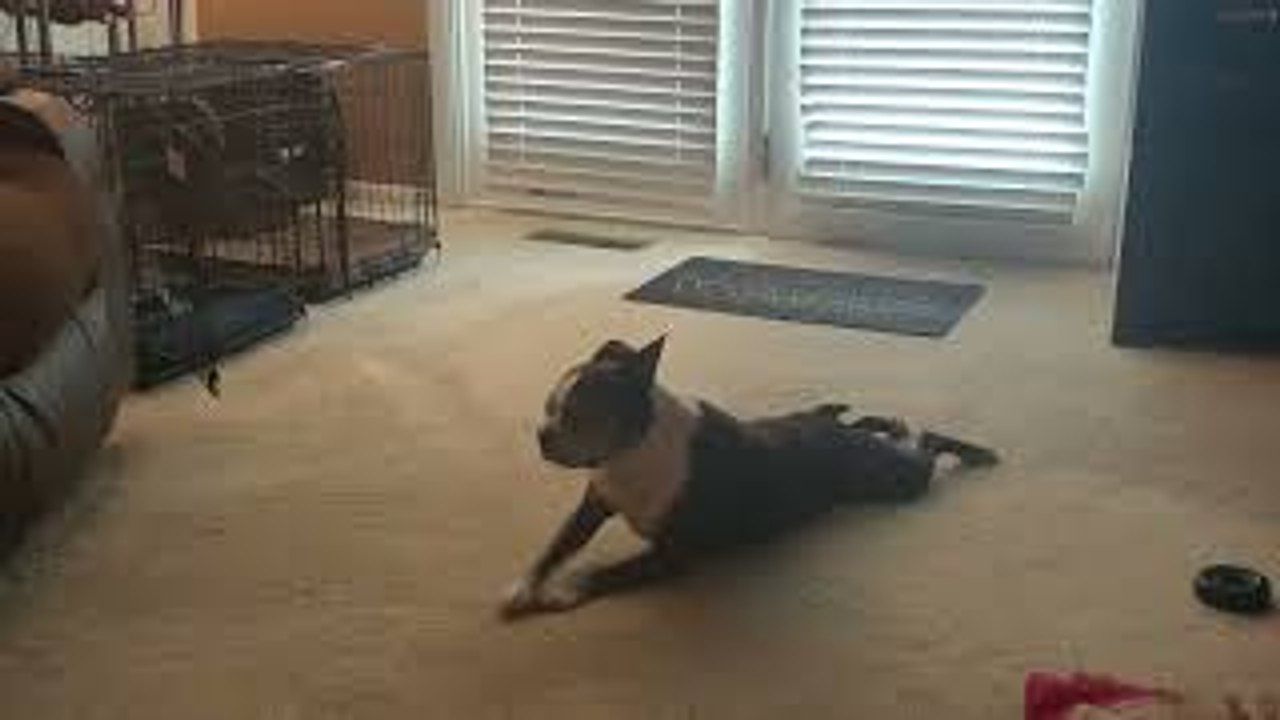 Duncan the Boston Terrier Loves Scooting Around Carpet