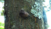 The Spotted Lanternfly Is Slowly Invading The South—Here's What To Know