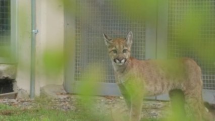 Rehabilitan a puma hembra rescatada de una vivienda en Bogotá en situación precaria