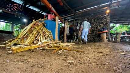 mqn-Conozca la tradición más dulce de Costa Rica0260821