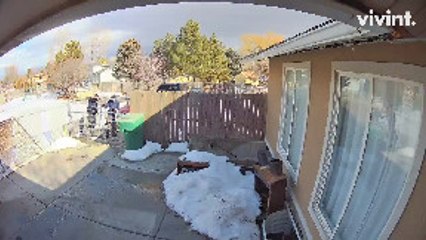 Protective Pups Defend Backyard from Cable Installer