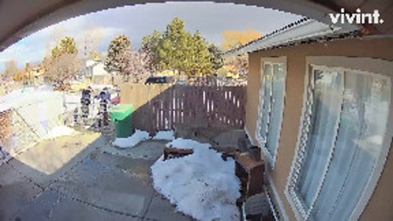 Protective Pups Defend Backyard from Cable Installer