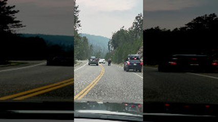 Lone Bison Holds Up Traffic