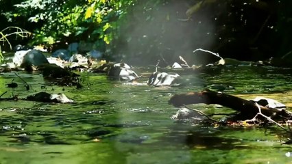 Classic Refreshing Music, Relaxing Music, Relief Stress,  Anxiety  Relaxation with in five minutes