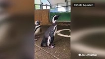 Penguins make some new friends at the aquarium