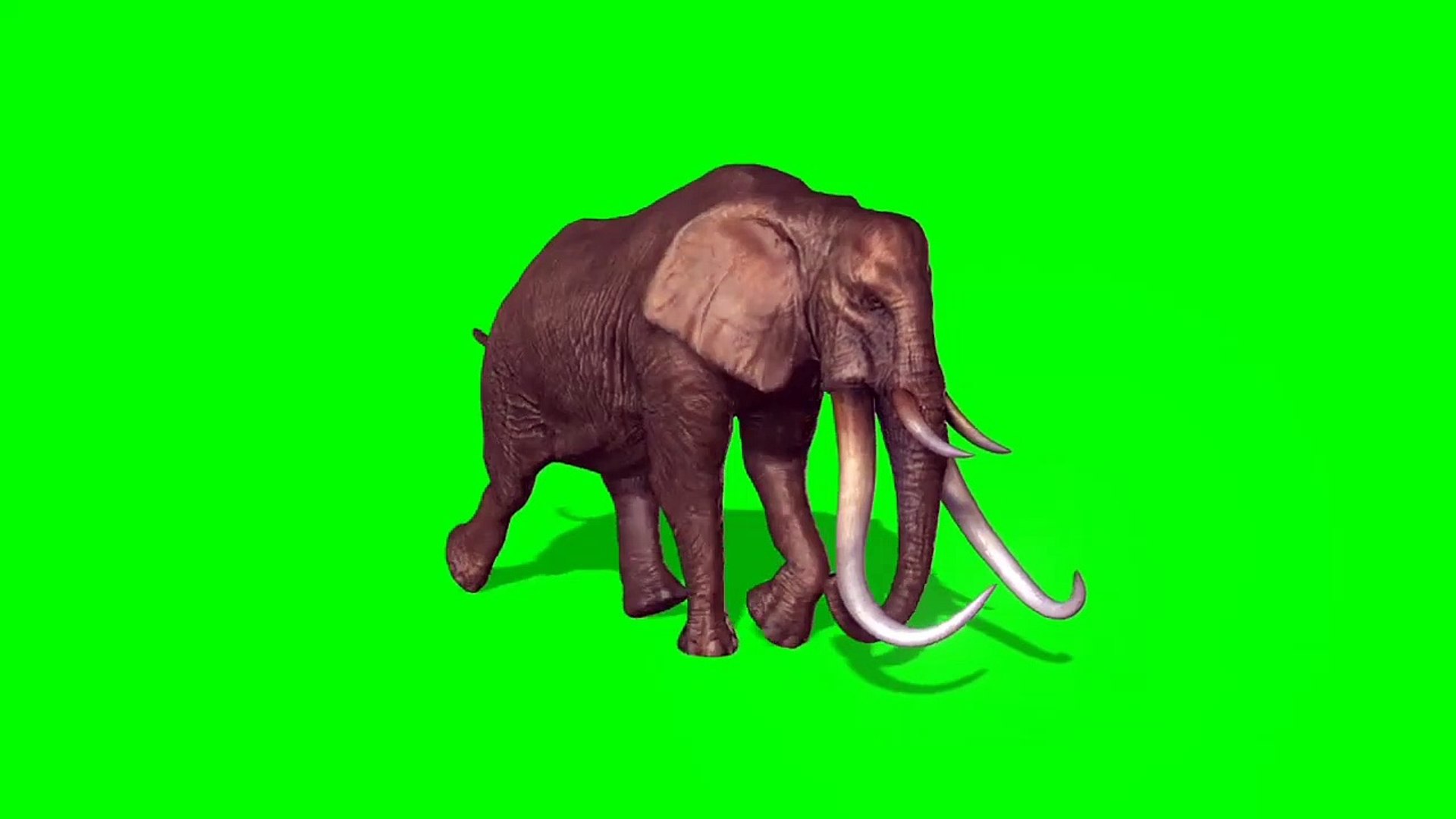 Green screen animal elephant video