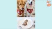 You will laugh at all the DOGS  Funny DOG Videos