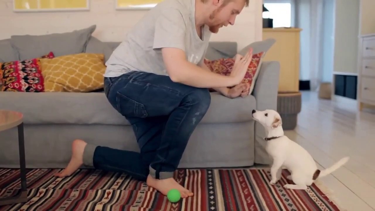 Basic Dog Training – TOP 10 Essential Commands Every Dog Should Know!