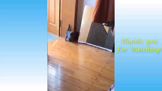 Funny and Cute Cat's Life Cats and Owners are the best friends Videos