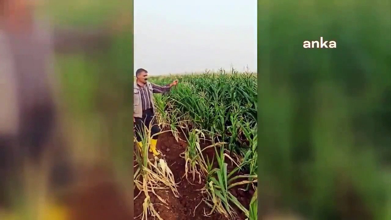 Urfalı çiftçinin elektrik kesintisi isyanı: 250 dönüm mısır ektim 50 dönümünü bırakmak zorunda kaldım