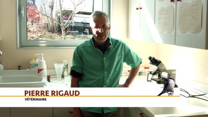 Natura 2000 : gestion du parasitisme des troupeaux en préservant les chauves-souris