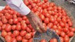 Maharashtra: Farmers dump tomatoes during protest at Nagpur-Mumbai highway