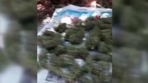 Son dakika haberi! Bingöl'de terörün finans kaynağına darbe: 353 kilo uyuşturucu, 113 bin kök kenevir bitkisi ele geçirildi