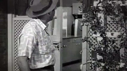 Father Knows Best Season 5 Episode 5 Frank's Family Tree